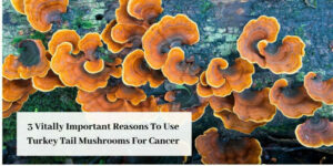turkey tail mushrooms for cancer graphic