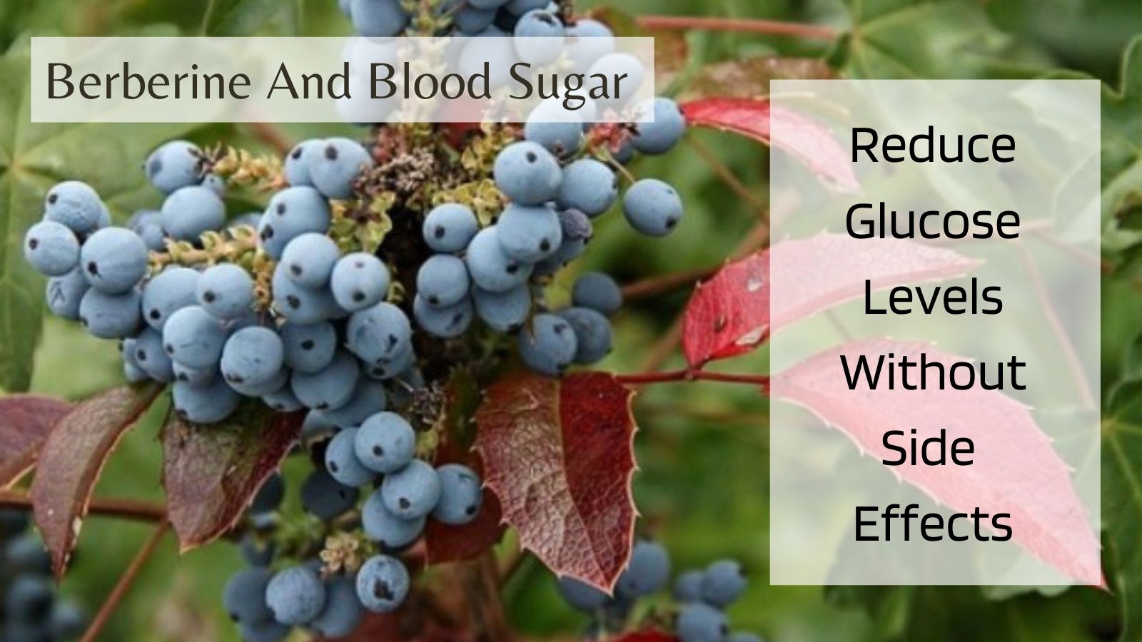 Blood Sugar And Berberine - Oregon Grapes