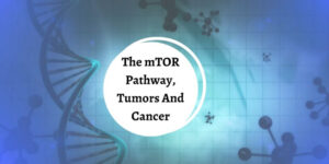 What Is The mTOR Pathway - Double Helix