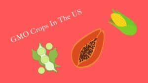 GMO Crops in The US