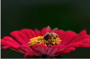 Praise God For The Warriors - Bee on Red Flower