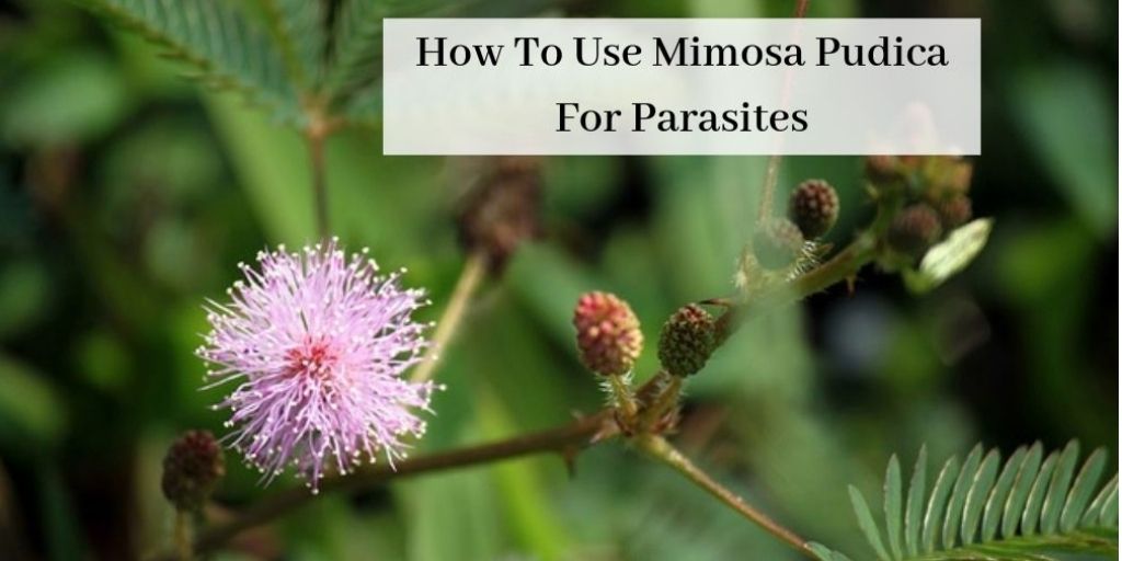 How To Use Mimosa Pudica For Parasites - Mimosa Pudica Plant