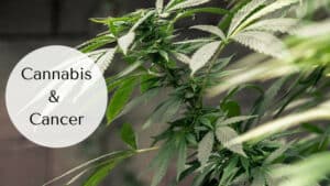 Cannabis and Cancer - Cannabis Leaves