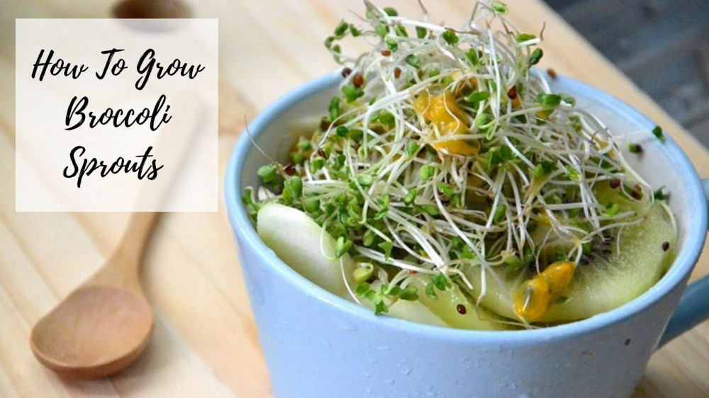 How To Grow Broccoli Sprouts - Salad With Sprouts