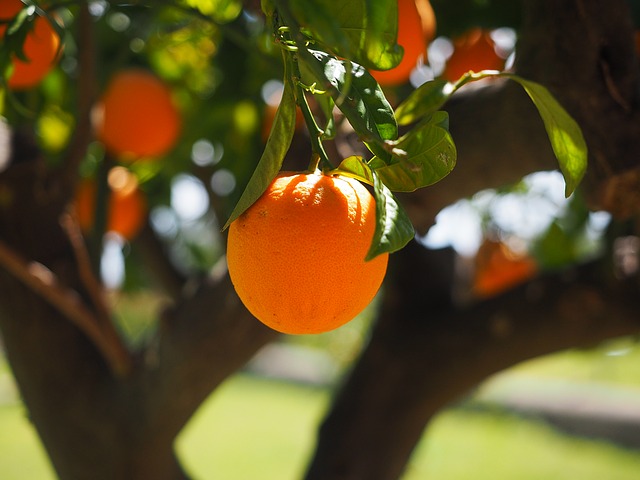 Treating The Flu From Home - Orange Tree