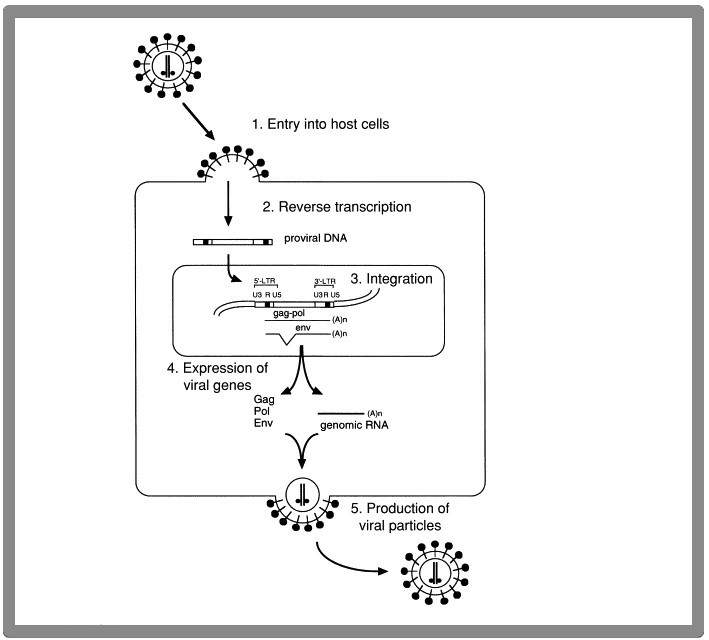 What Are Retroviruses - Replication Chart