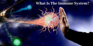 What Is The Immune System - Graphic